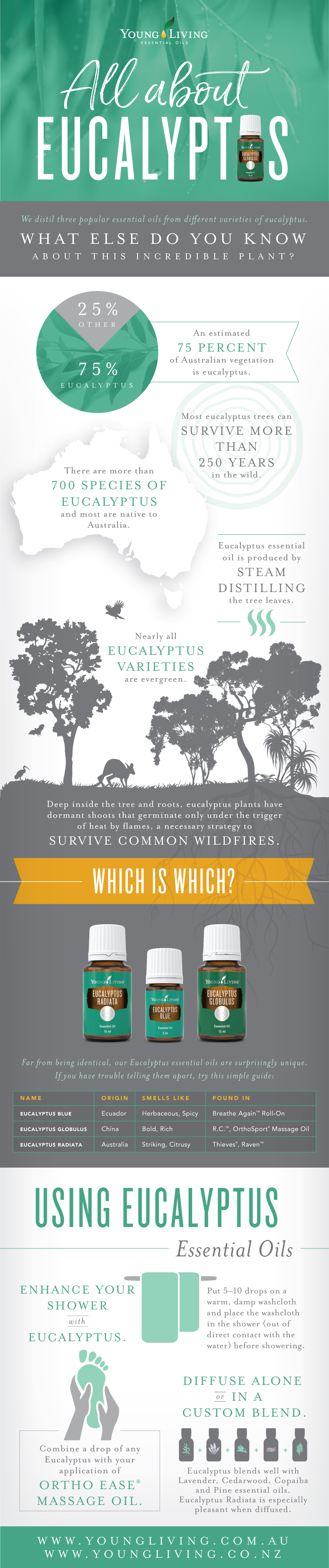 All about eucalyptus oil