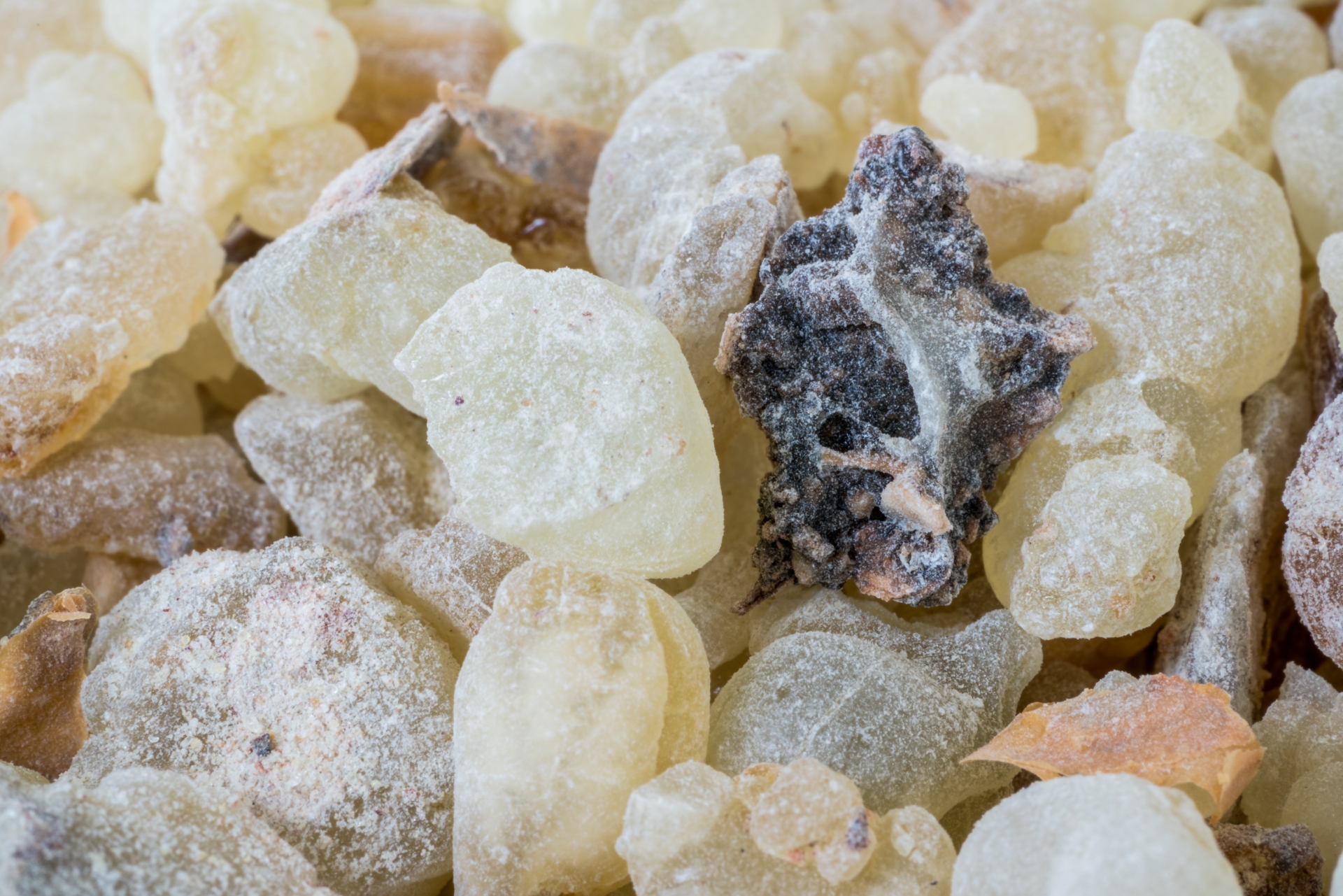 Frankincense Resin from the Young Living Farm in Oman