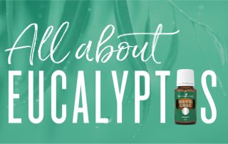 All about Eucalyptus essential Oil