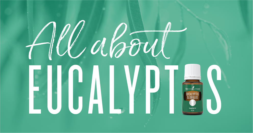 All about Eucalyptus essential Oil