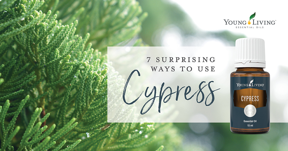 Cypress Essential Oil