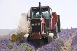 Lavender Farm