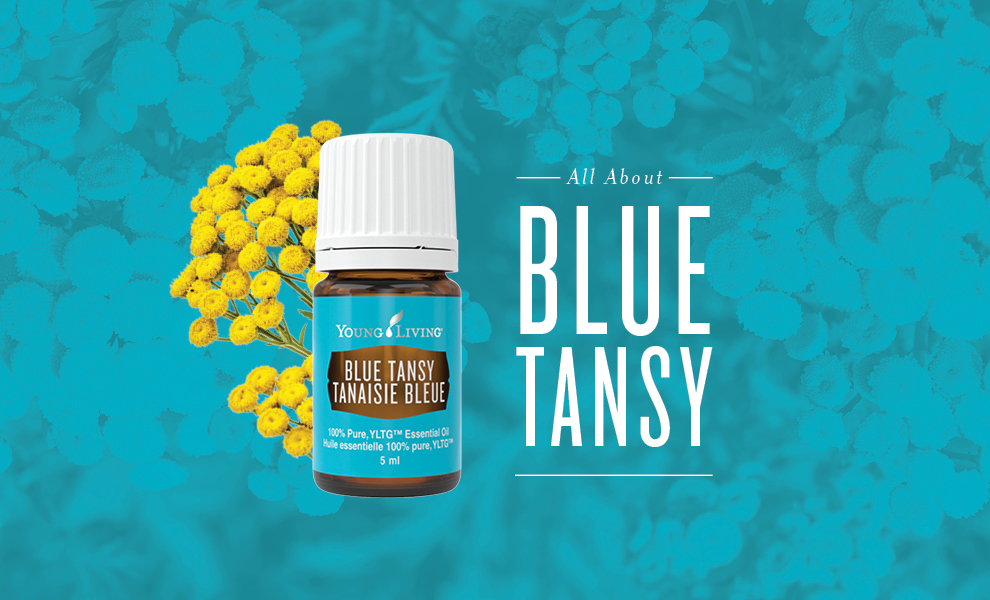 All About Blue Tansy Essential Oil