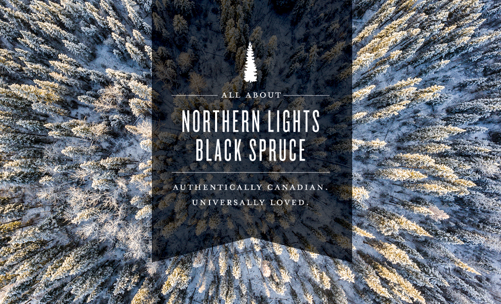 northern lights black spruce oil featured image