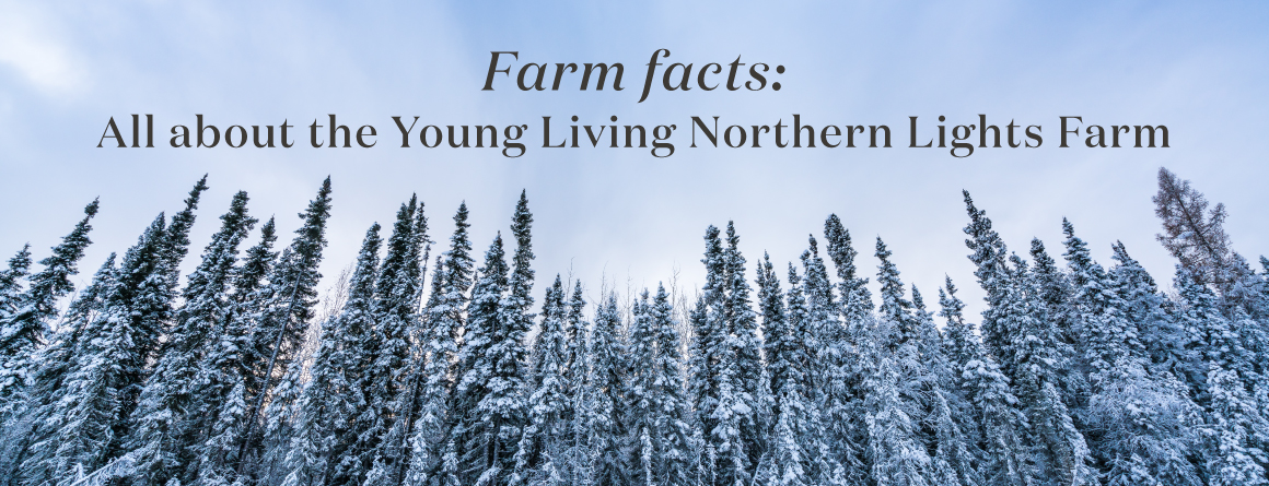 Farm Facts - All about the young living northern lights farm - Young Living essential oils