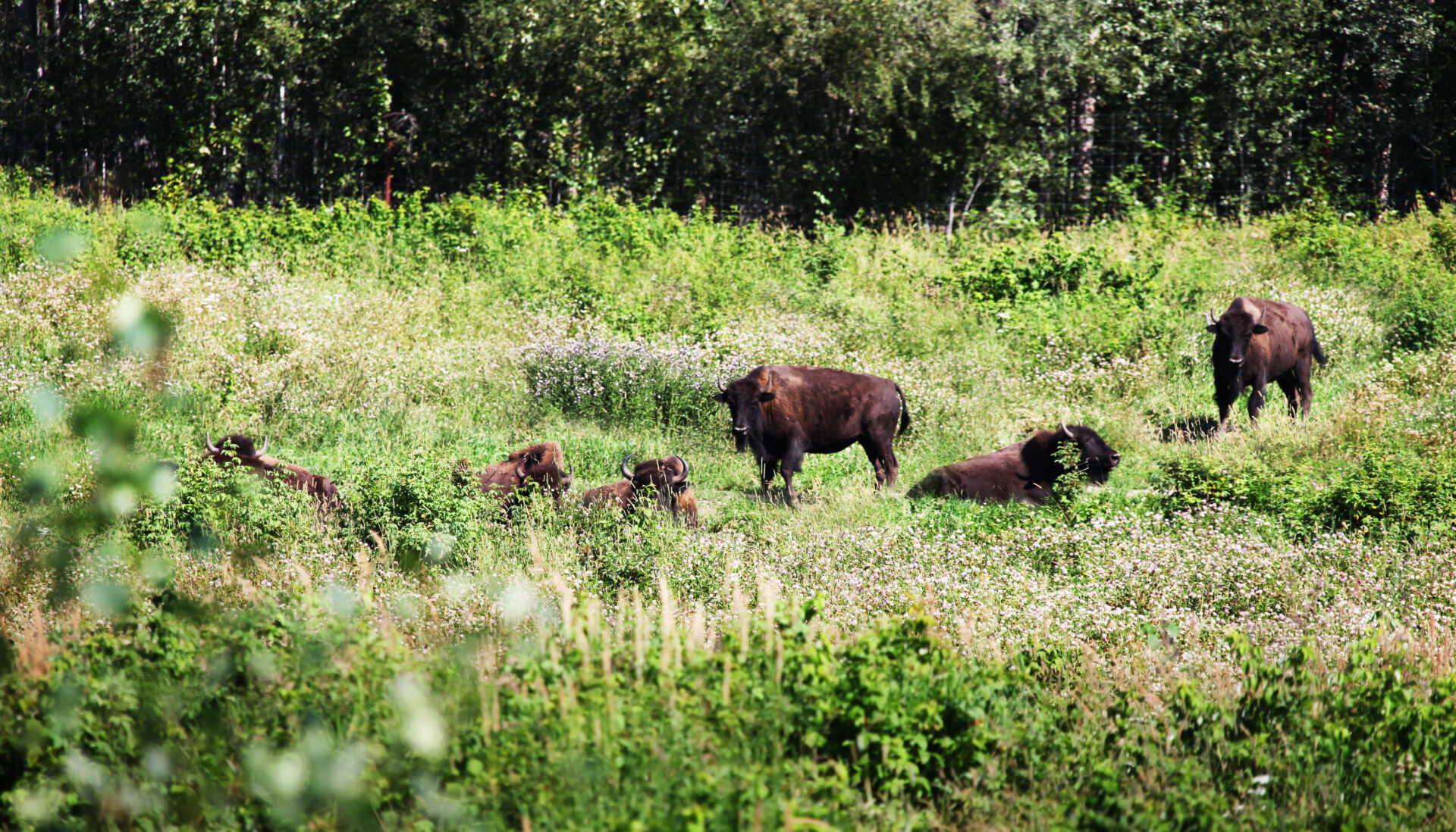 Six bison protect the farm Bison on the Northern Lights Farm young Living essential oils