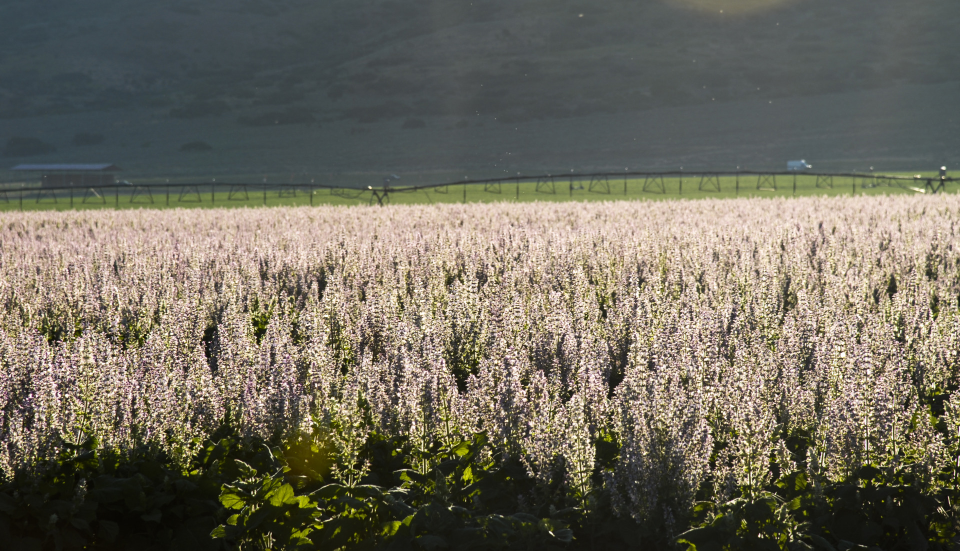 Clary sage field