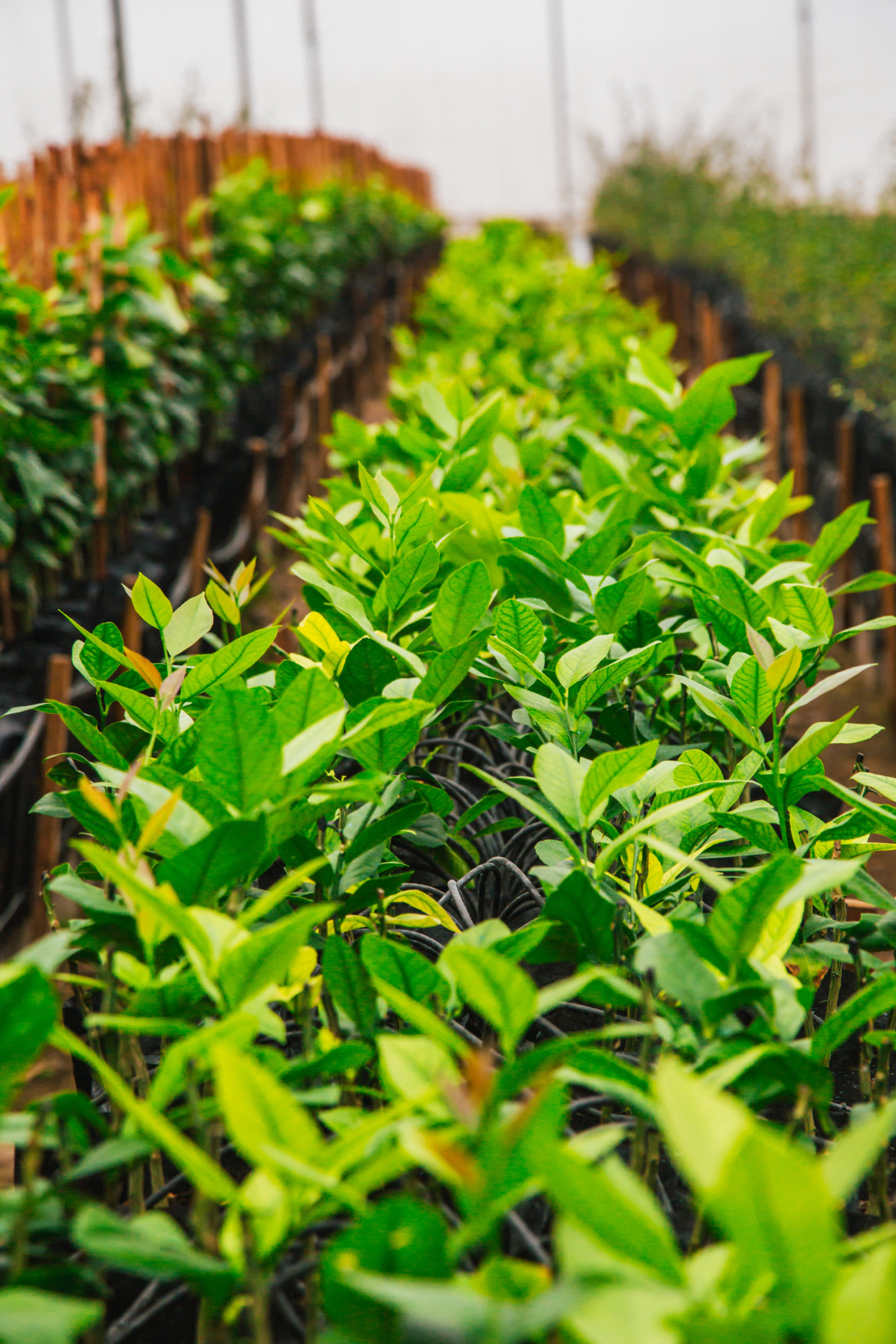 Young Living essential oil Greenhouse