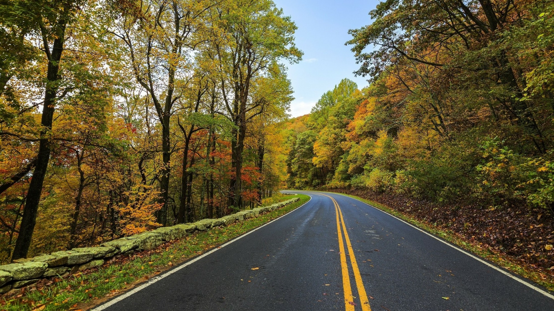 Road winding through trees