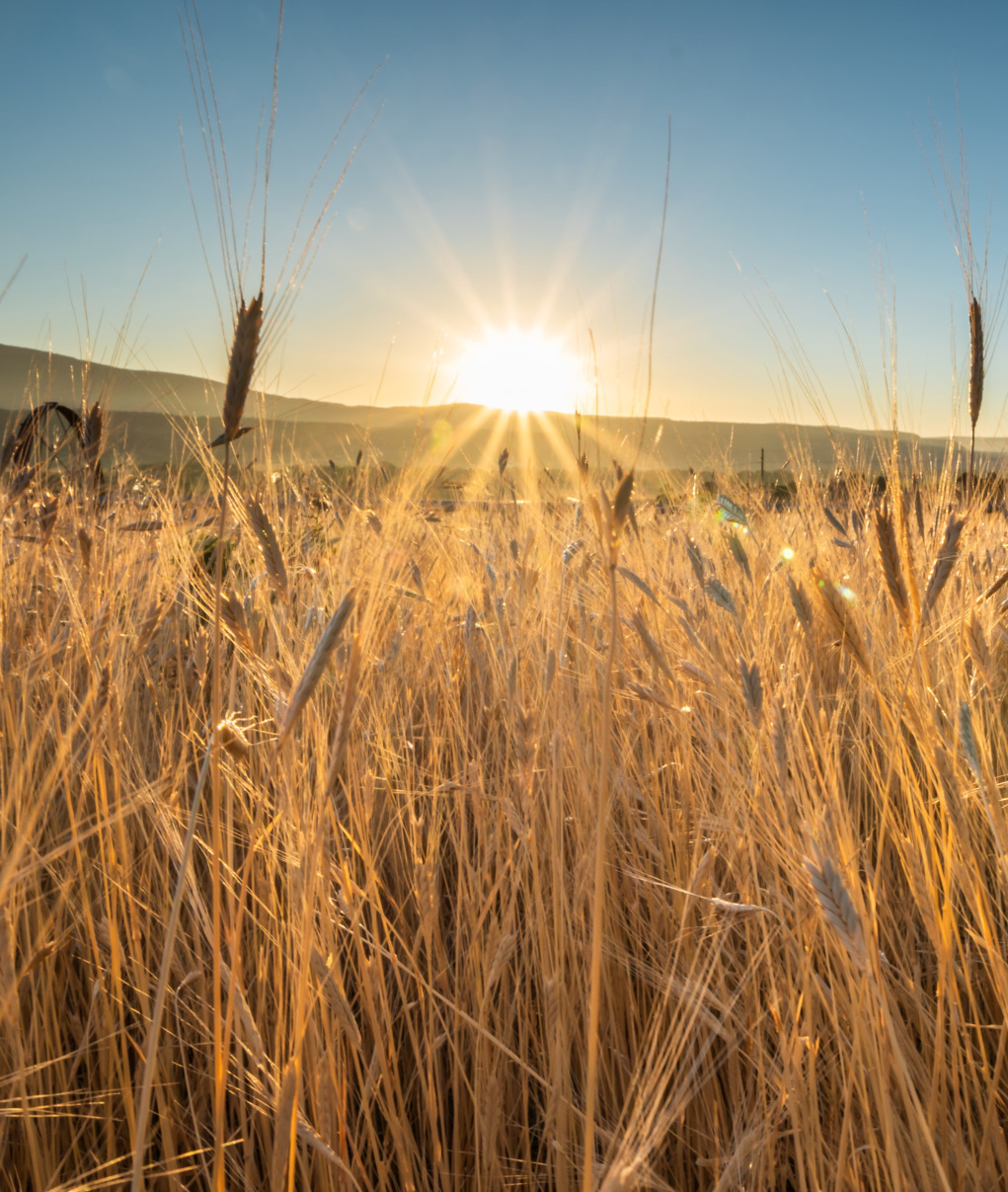 Soleil qui brille sur les champs de blé