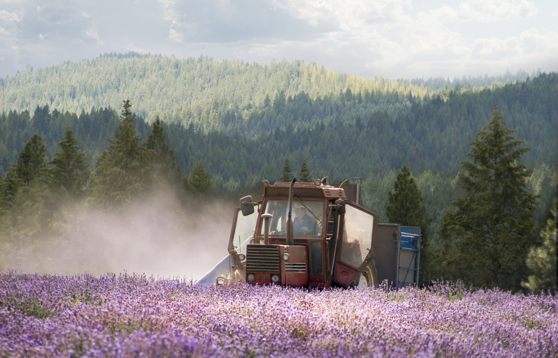St. Maries Lavender Farm and Distillery - Young Living Lavender Life Blog Canada
