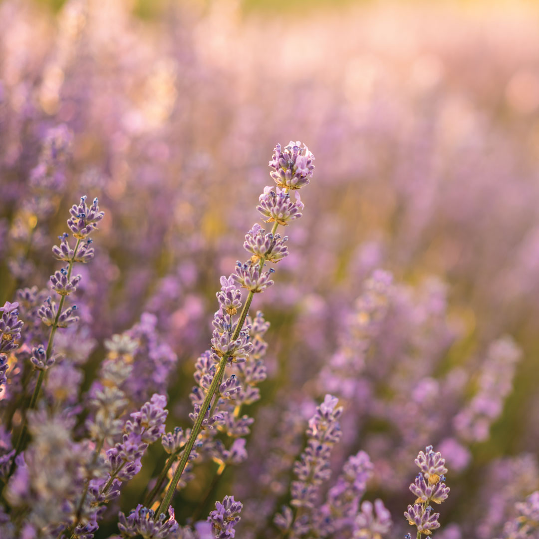 Lavender Flowers - Young Living Lavender Life Blog Canada