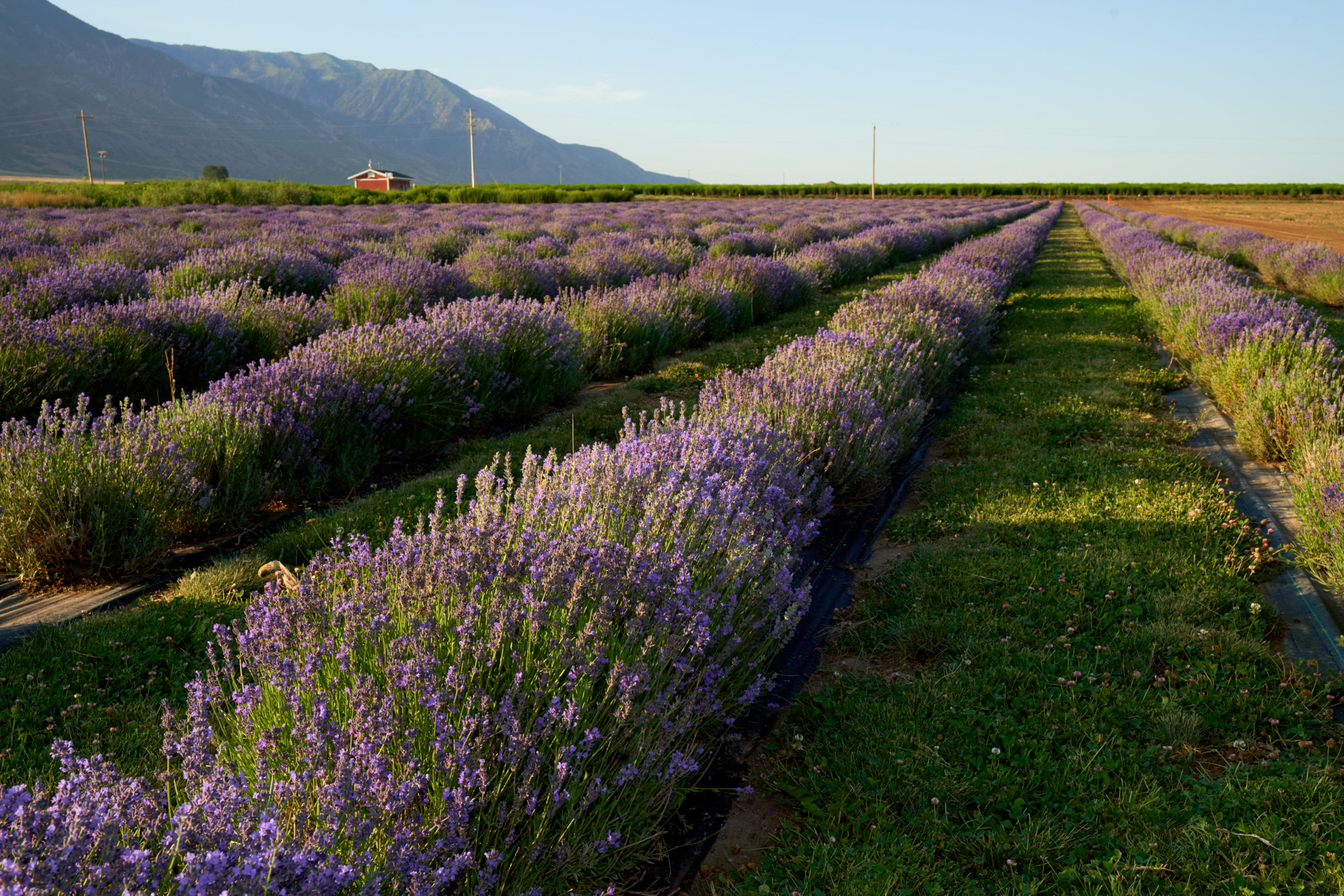 Young Living Mona Farm Lavender Fields