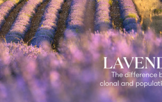 Clonal and Population Lavender - Young Living Blog