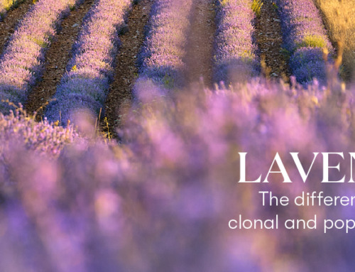 The differences between clonal lavender and population lavender
