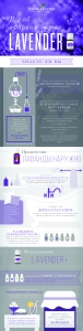 Инфографика: Все об эфирном масле Lavender