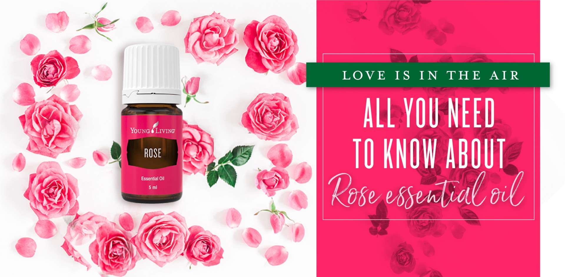 All you need to know about Rose essential oil - Young Living Blog EU