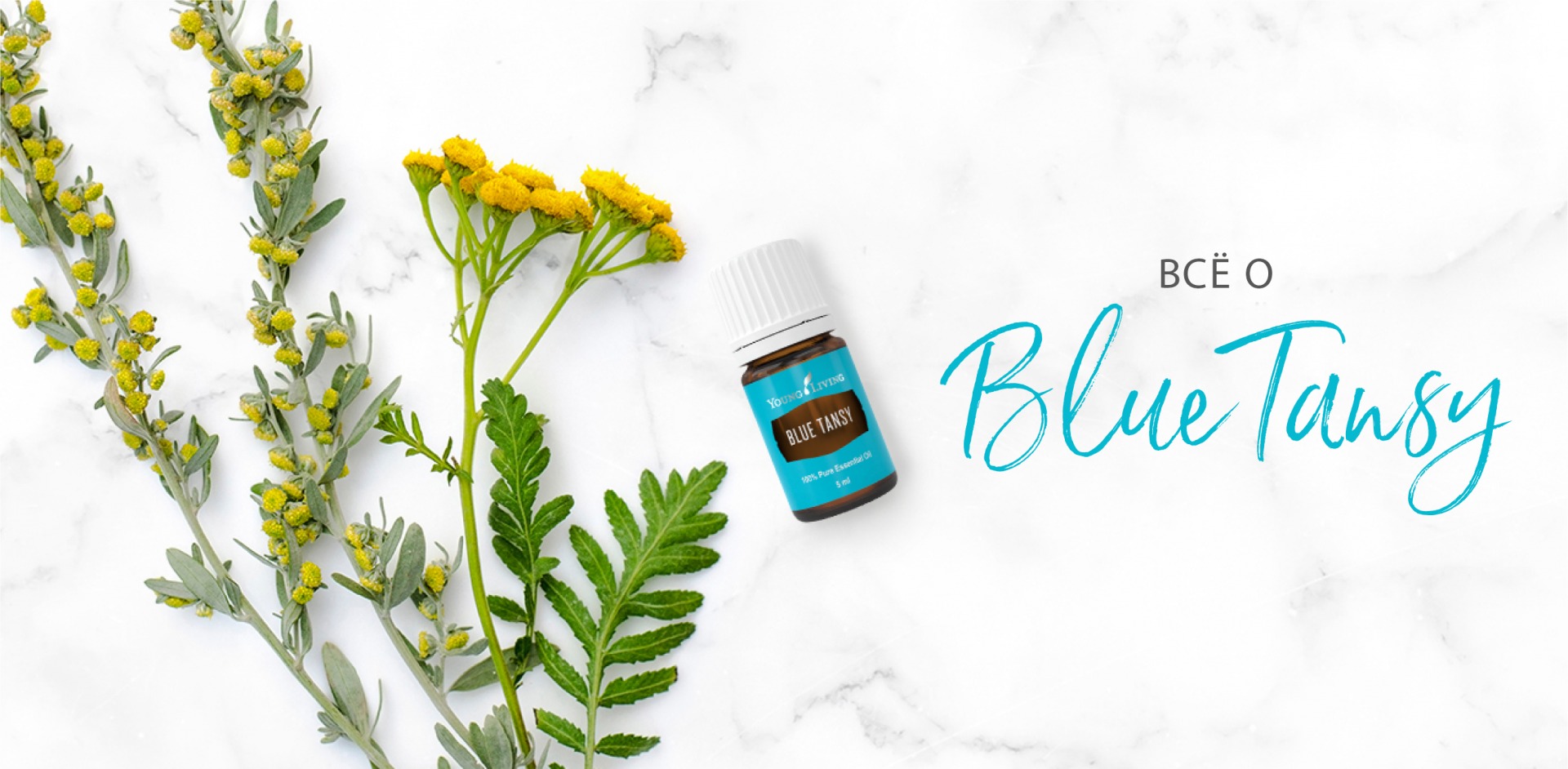 blue tansy for brassy hair