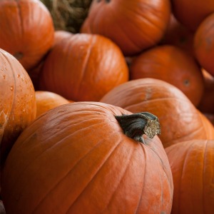 Pile of orange pumpkins