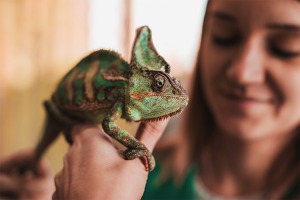 Zelenohnědý chameleon v popředí s rozmazanou majitelkou v pozadí
