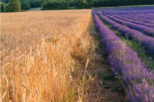 Enkorns- och lavendelfält på gården och destilleriet Simiane-la-Rotonde i Provence