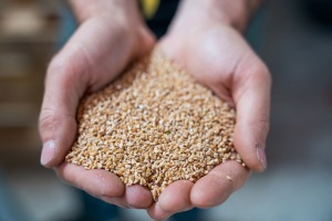 Zrna jednozrne pšenice u ruci