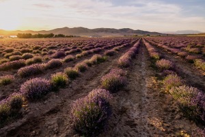 Câmpurile fermei de lavandă Young Living