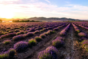 Levandų laukai „Young Living“ Simiane-la-Rotonde levandų ūkyje Provanse, Prancūzijoje