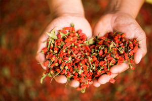 Des baies de goji fraîches dans des mains