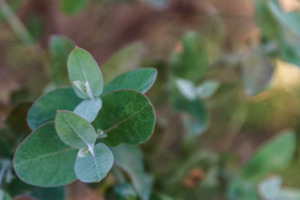 Eukalyptuspflanze mit Fokus auf die Eukalyptusblätter