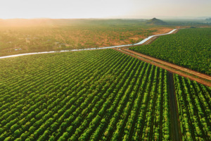 Zdjęcie farmy i destylarni drzewa sandałowego YL w Australii
