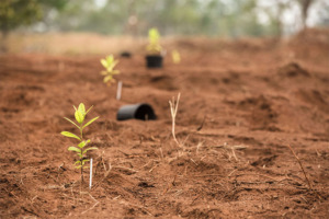 Imagen del proyecto de reforestación de sándalo Kona de Young Living.