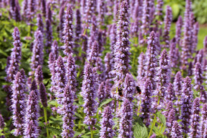 Immagine della pianta di patchouli che cresce nella natura