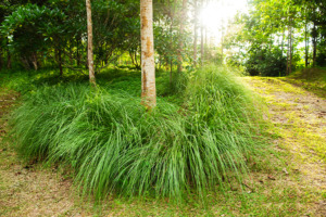 Imagem da planta de vetivéria a crescer na natureza