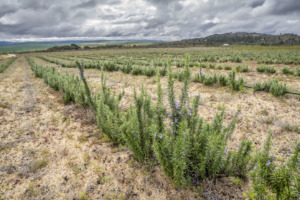 Imagen de una plantación de romero