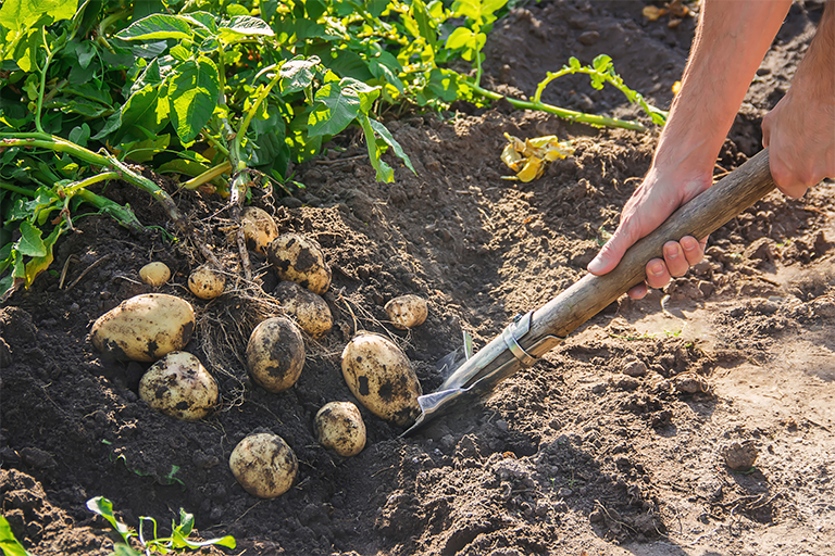 Image of potatoes being dug up in allotment.