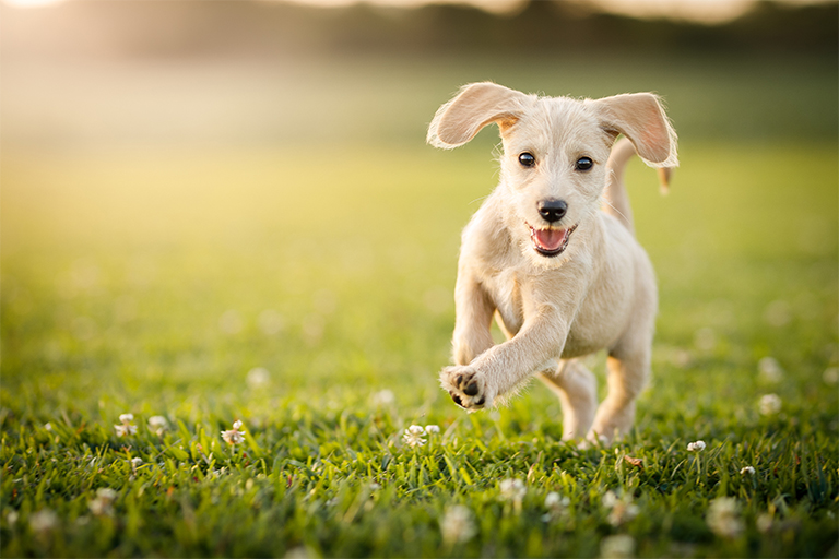 Bild på en hund som springer omkring på en gräsmatta.