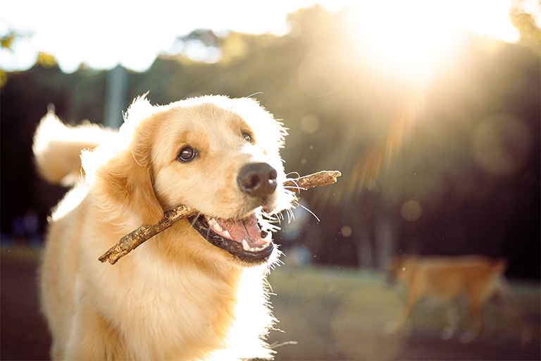 Imagem de um cão a apanhar brinquedo