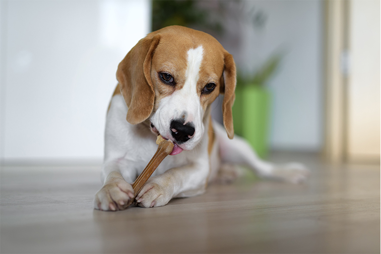 Image de chien mangeant une friandise.
