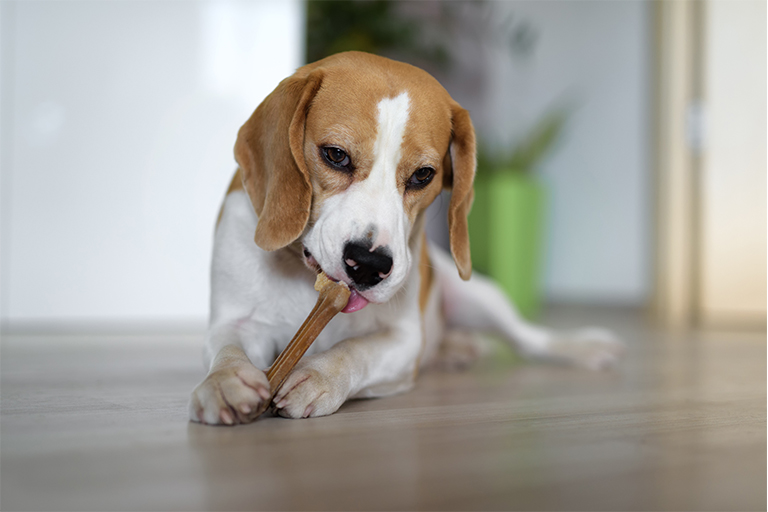 Afbeelding van een hond die iets lekkers eet.