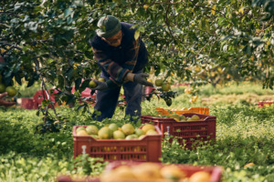 Mann beim Ernten von Bergamotte Zitrusfrüchten auf der Bella Vista Farm von Young Living