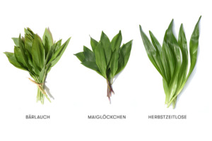 Bärlauch, Maiglöchchen und Herbstzeitlose Pflanzen nebeneinander zum Vergleich