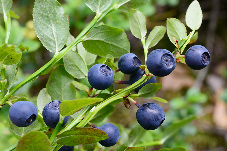 Image of blueberries growing in nature.