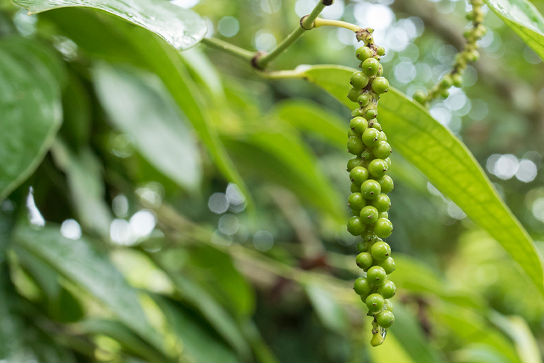 Image of a pepper plant in its natural setting.