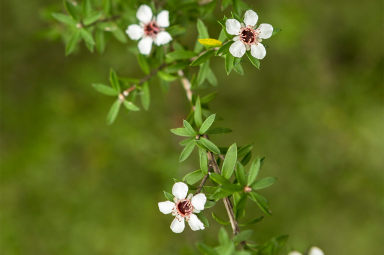 Jasmine Flowers at the Young Living Manuka Farm in New Zealand