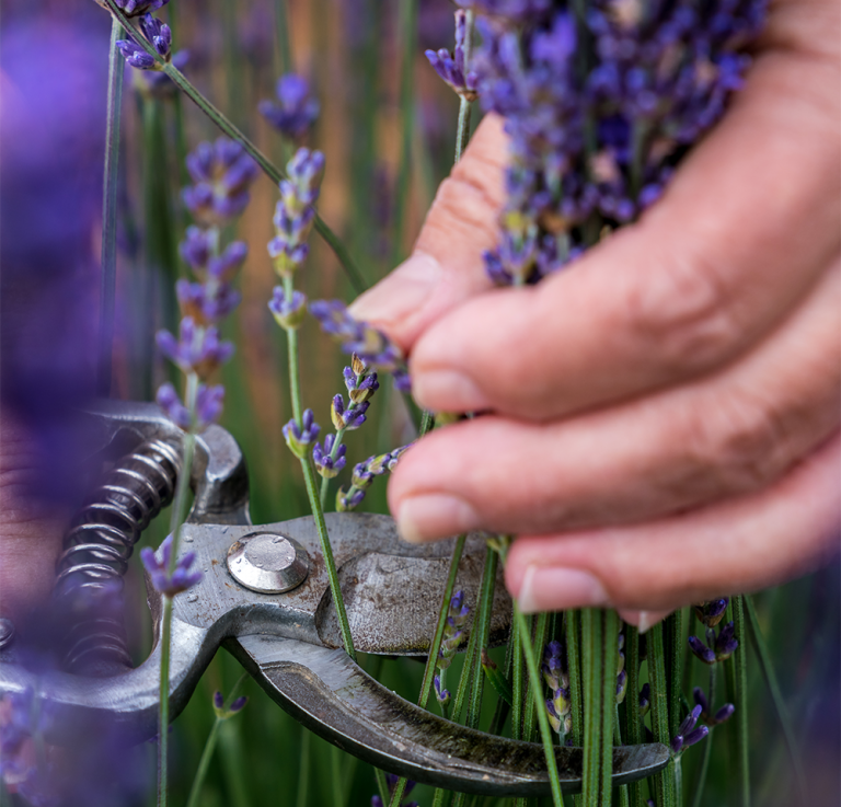 Clipping Lavender at the Young Living Farm in Simiane-la-Rotonde, France