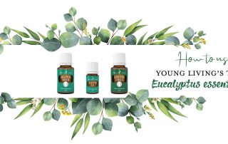 eucalyptus essential oil eucalyptus