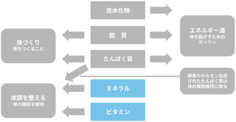 生命維持に必要な5大栄養素