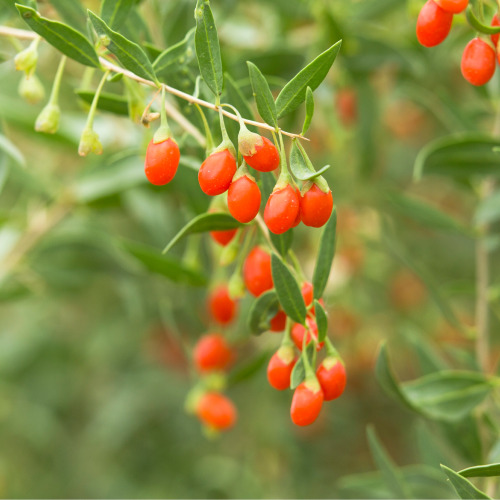 MSM × クコの実でより健康的な毎日に