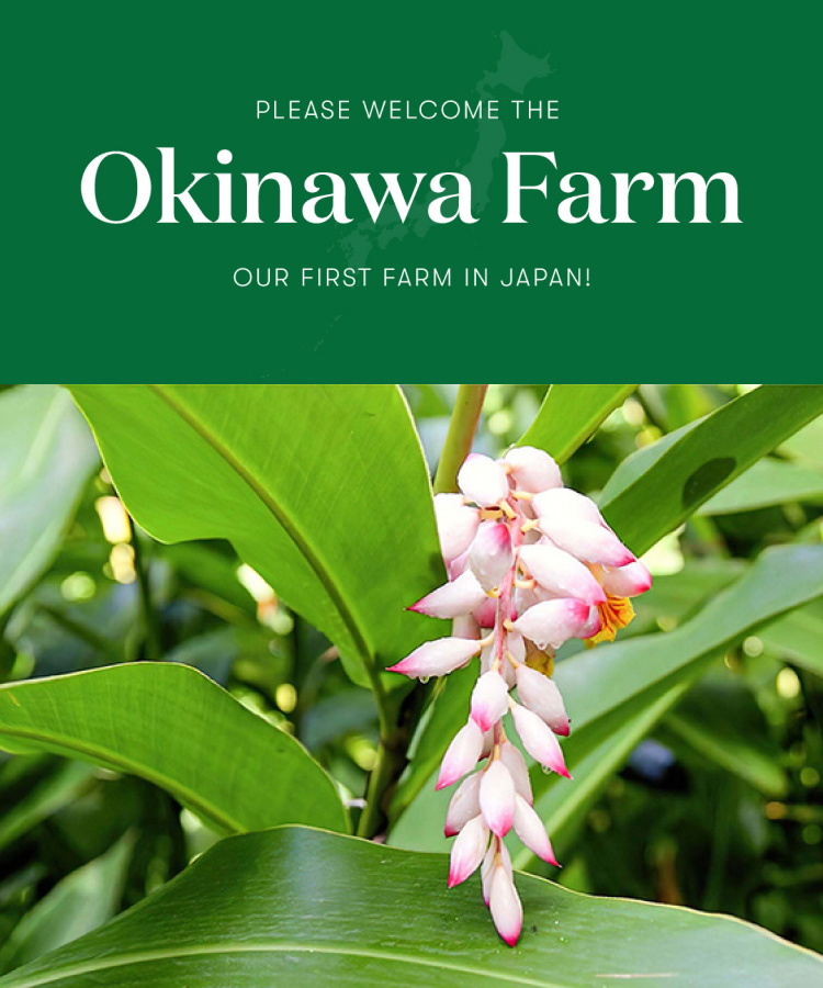 ヤング・リビング初となる日本農場が誕生します！沖縄で古くから薬草月